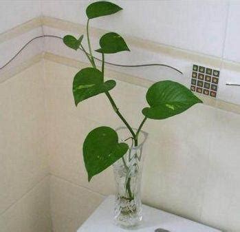 梳妝台擺放 廁所放什麼植物